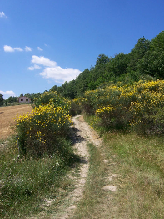 Auf Dem Weg Nach Assisi 2