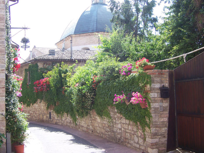 Blumenpracht In Assisi1