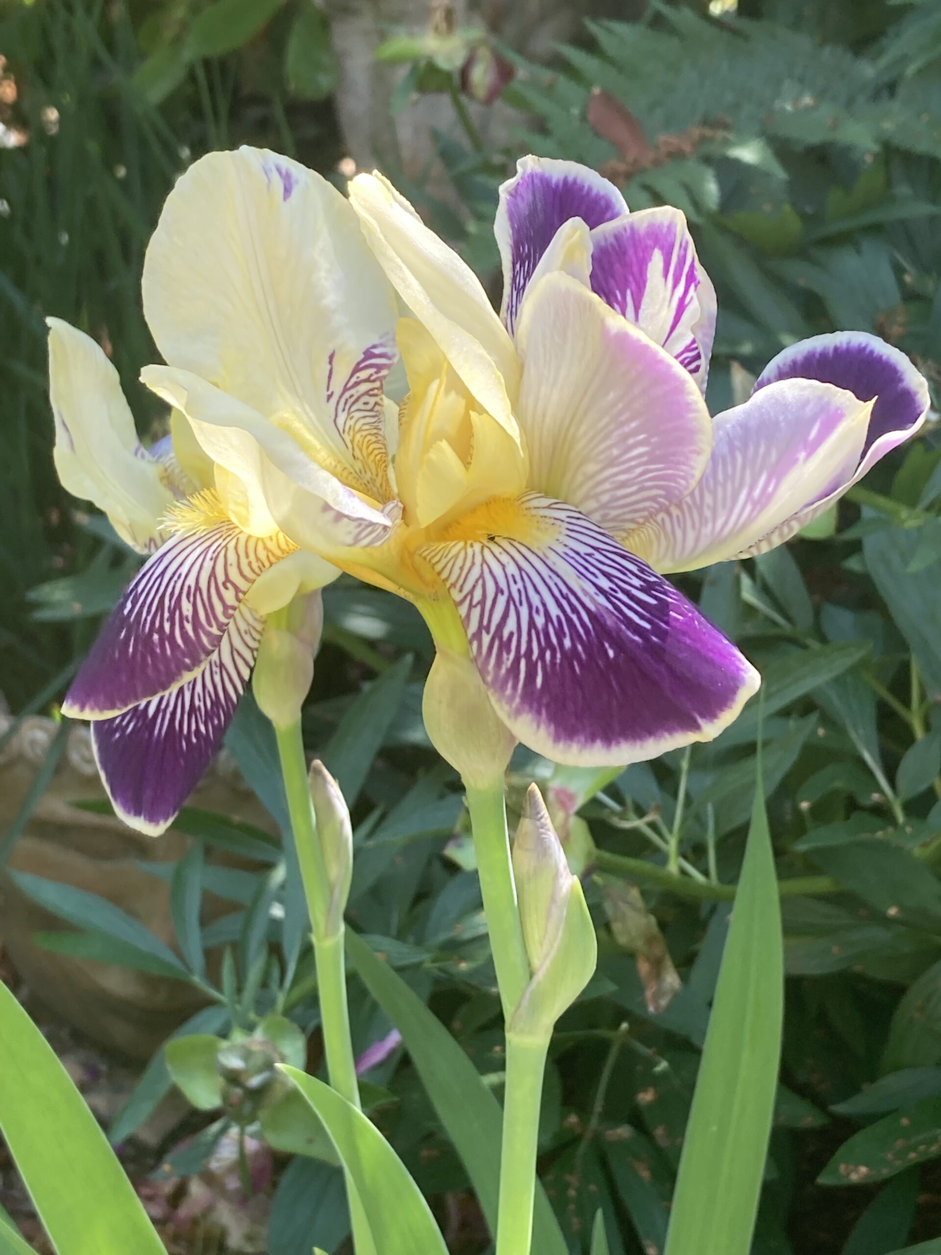 lilien im garten