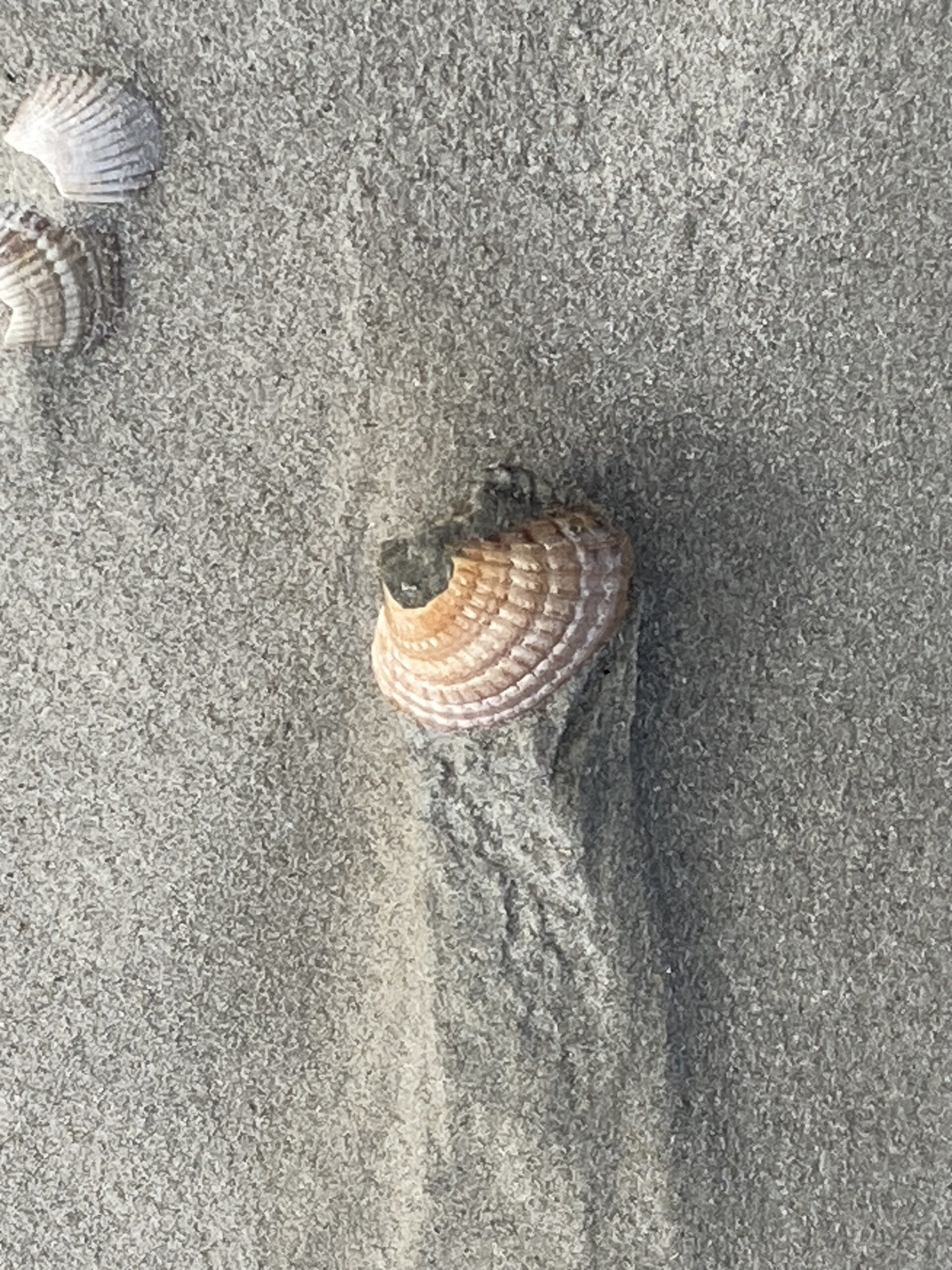 nach perlen tauchenimg 2488